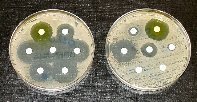 Petri dish image